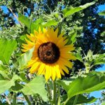 Von Mainz-Kostheim nach Hochheim