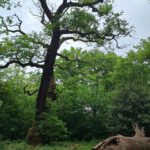 Schwanheimer Wald